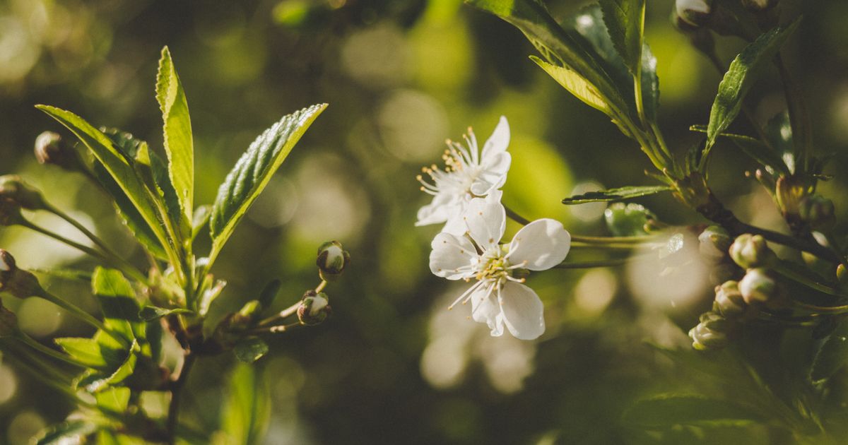 Pollen Season Is Getting Longer. Here's Where to Hide.